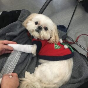 Pet First Aid Course