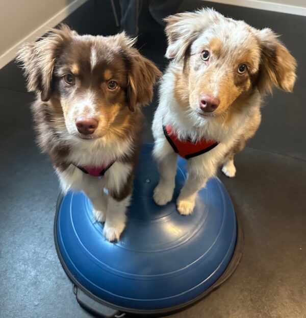 The Enrichment Room (2 Dogs)